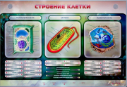 Стенды для кабинета биологии - «globural.ru» - Волгоград
