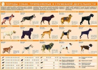 Комплект плакатов "Кинология" - «globural.ru» - Волгоград