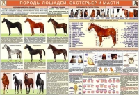 Комплект плакатов "Служебное коневодство" - «globural.ru» - Волгоград