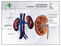 Стенд "Строение почки человека" - «globural.ru» - Волгоград
