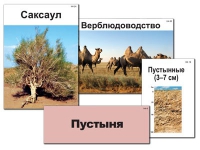 Модель-аппликация "Природные зоны России" - «globural.ru» - Волгоград