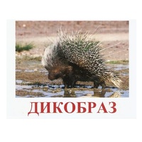 Карточки Домана "Дикие животные-3" - «globural.ru» - Волгоград