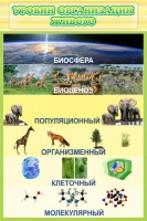 Стенд "Уровни организации живого" - «globural.ru» - Волгоград
