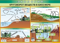 Таблица Круговорот веществ в биосфере 1000*700 винил - «globural.ru» - Волгоград