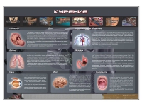 Стенд "Курение" (вариант 1) - «globural.ru» - Волгоград