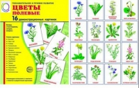 Демонстрационные карточки "Цветы полевые" - «globural.ru» - Волгоград