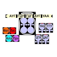 Модель-аппликация "Биосинтез белка" (ламинированная) - «globural.ru» - Волгоград