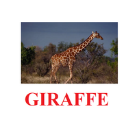"Wild Animals-1" ("Дикие животные-1") английские карточки Домана - «globural.ru» - Волгоград