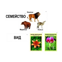 Модель-аппликация "Классификация растений и животных" (ламинированная) - «globural.ru» - Волгоград