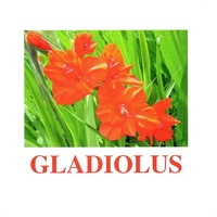 "Flowers-1" ("Цветы-1") английские карточки Домана - «globural.ru» - Волгоград
