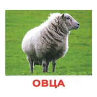 .Карточки Домана "Домашние животные" - «globural.ru» - Волгоград