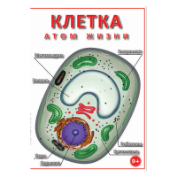 DVD Клетка - "атом жизни" - «globural.ru» - Волгоград