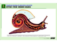 Рельефная таблица "Внутреннее строение брюхоногого моллюска" (формат А1, матовое ламинир.) - «globural.ru» - Волгоград