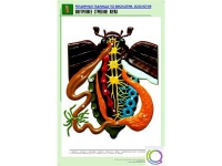 Рельефная таблица "Внутреннее строение жука" (формат А1, матовое ламинир.) - «globural.ru» - Волгоград