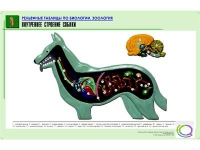 Рельефная таблица "Внутреннее строение собаки" (формат А1, матовое ламинир.) - «globural.ru» - Волгоград