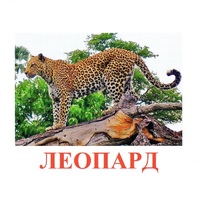 Карточки Домана "Дикие животные-2" - «globural.ru» - Волгоград