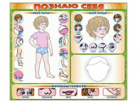 Стенд маркерный "Познаю себя" (тело, голова, органы чувств) - «globural.ru» - Волгоград
