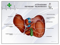 Стенд "Строение печени человека" - «globural.ru» - Волгоград