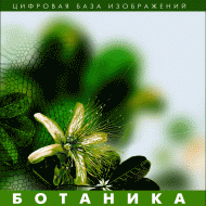 Ботаника. (Цифровая база изображений) - «globural.ru» - Волгоград
