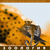 Зоология. (Цифровая база изображений) - «globural.ru» - Волгоград