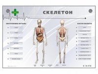 Электрифицированный стенд-тренажер "Скелетон" - «globural.ru» - Волгоград