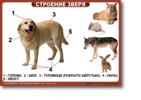 Ознакомление с окружающим миром. 1-4 класс. Комплект таблиц. Наглядные пособия для начальной школы, учебные пособия - «globural.ru» - Волгоград