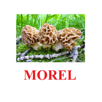"Mushrooms" ("Грибы") английские карточки Домана - «globural.ru» - Волгоград