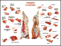 Правила разделки мясных туш "Говядина и телятина" 1000*1400 винил - «globural.ru» - Волгоград