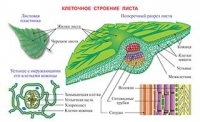 Плакаты и таблицы по биологии - «globural.ru» - Волгоград