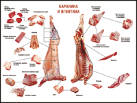 Правила разделки мясных туш "Баранина и ягнятина" 1000*1400 винил - «globural.ru» - Волгоград