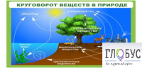 Стенд "Круговорот веществ" - «globural.ru» - Волгоград