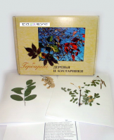 Гербарий Деревья и кустарники (20 видов) - «globural.ru» - Волгоград