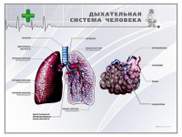 Стенд "Дыхательная система человека" - «globural.ru» - Волгоград