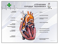 Стенд "Строение сердца человека" - «globural.ru» - Волгоград