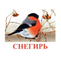 Карточки Домана "Птицы-1" - «globural.ru» - Волгоград
