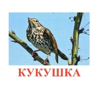 Карточки Домана "Птицы-3" - «globural.ru» - Волгоград