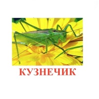Карточки Домана "Насекомые" - «globural.ru» - Волгоград