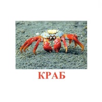 Карточки Домана "Подводный мир" - «globural.ru» - Волгоград