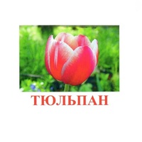 Карточки Домана "Цветы-1" - «globural.ru» - Волгоград