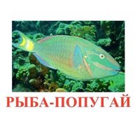 Карточки Домана "Рыбы" - «globural.ru» - Волгоград