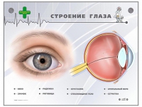 Интерактивный стенд "Строение глаза" - «globural.ru» - Волгоград