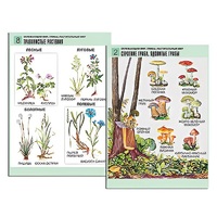 Комплект таблиц для начальной школы "Окружающий мир. Грибы. Растительный мир" - «globural.ru» - Волгоград