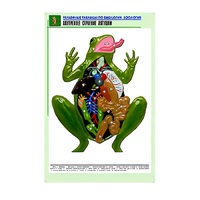Рельефная таблица "Внутреннее строение лягушки" (формат А1, матовое ламинир.) - «globural.ru» - Волгоград