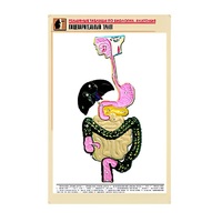 Рельефная таблица "Пищеварительный тракт" (формат А1, матовое ламинир.) - «globural.ru» - Волгоград
