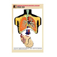 Рельефная таблица "Строение легких" (формат А1, матовое ламинир.) - «globural.ru» - Волгоград