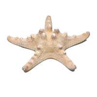 Сухой препарат "Звезда морская" (вариант 2) - «globural.ru» - Волгоград