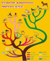 Стенд "Развитие животного мира на земле" - «globural.ru» - Волгоград