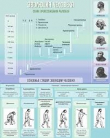 Стенд "Эволюция человека" (вариант 1) - «globural.ru» - Волгоград