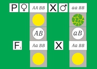 Модель-аппликация Дигибридное скрещивание. Законы Менделя. (набор из 84 карт) - «globural.ru» - Волгоград