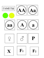 Модель-аппликация Моногибридное скрещивание и его цитологические основы - «globural.ru» - Волгоград